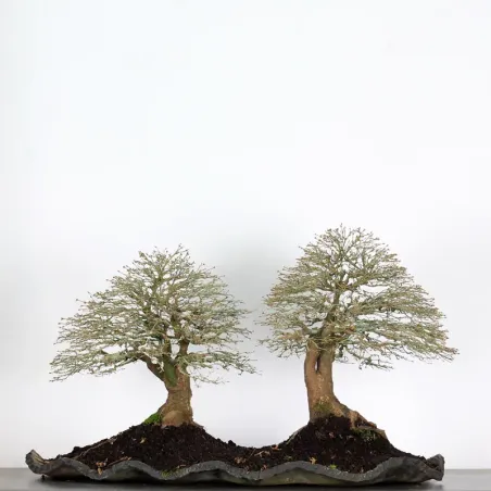 image supplémentaire - Maple "ACER KIYOHIME" 3-2