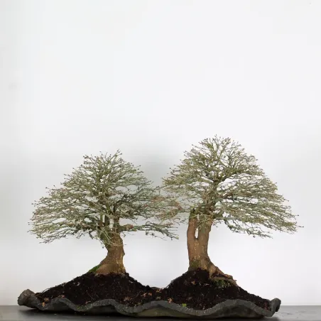 Maple "ACER KIYOHIME" 3-2