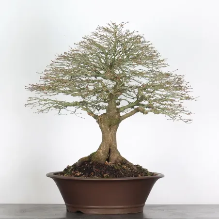 Maple "ACER KIYOHIME" 3-3