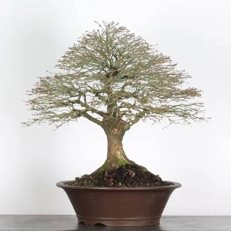 image supplémentaire - Érable "ACER KIYOHIME" 3-3