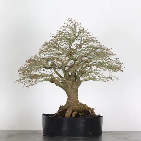 Maple "ACER KIYOHIME" 3-4