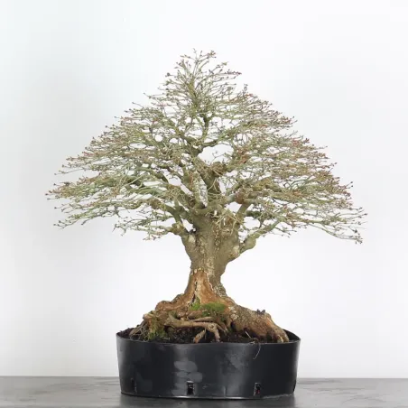 image supplémentaire - Maple "ACER KIYOHIME" 3-4