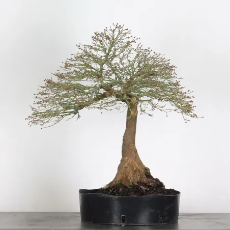 Érable "ACER KIYOHIME" 3-5