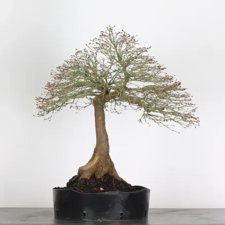 image supplémentaire - Érable "ACER KIYOHIME" 3-5