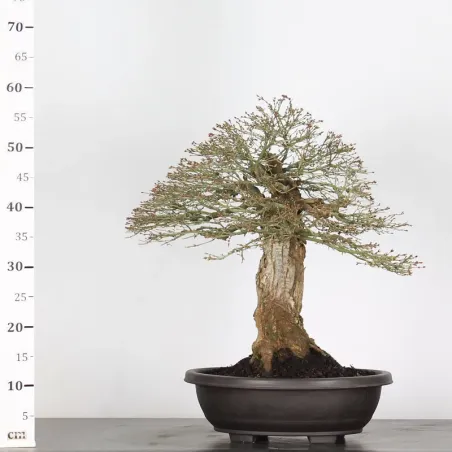 image supplémentaire - Maple "ACER KIYOHIME" 3-6