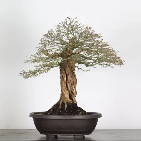 Maple "ACER KIYOHIME" 3-6