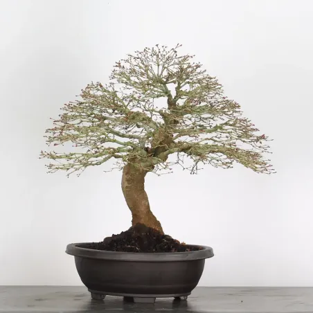 image supplémentaire - Érable "ACER KIYOHIME" 3-8