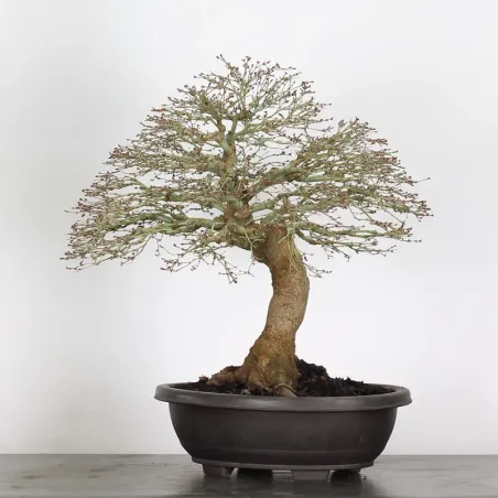 Érable "ACER KIYOHIME" 3-8