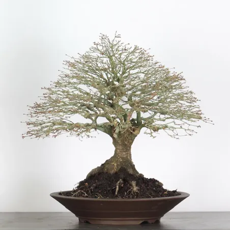 Maple "ACER KIYOHIME" 3-9