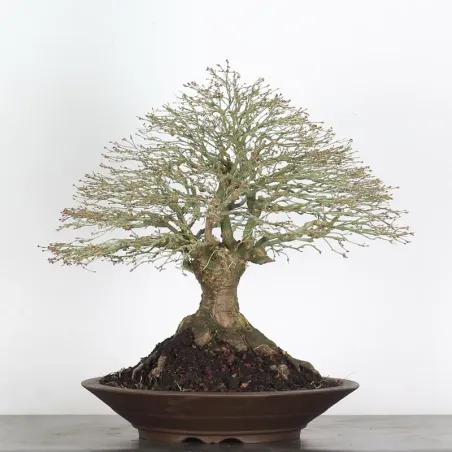 image supplémentaire - Érable "ACER KIYOHIME" 3-9