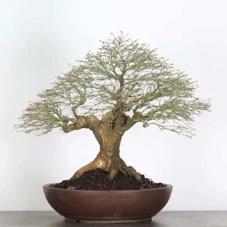 Bonsai Erable Kiyohime AK-4-1