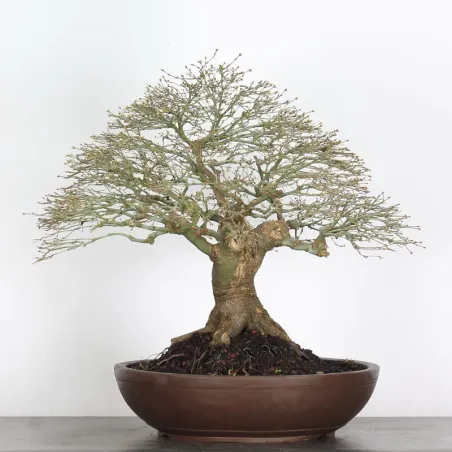 image supplémentaire - Érable "ACER KIYOHIME" 4-1