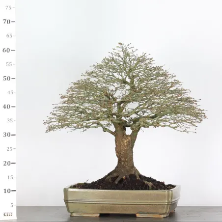 image supplémentaire - Maple "ACER KIYOHIME" 4-3