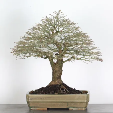 Maple "ACER KIYOHIME" 4-3