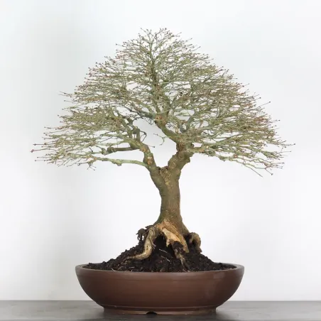 Érable "ACER KIYOHIME" 4-7