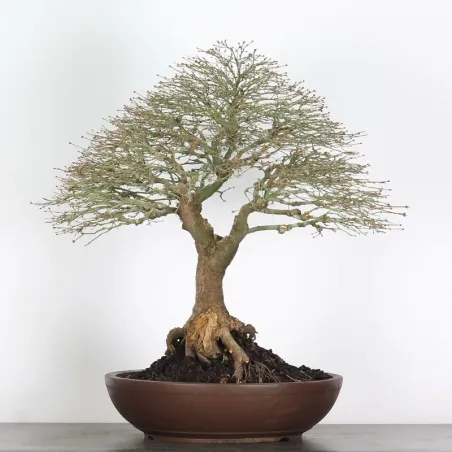 image supplémentaire - Érable "ACER KIYOHIME" 4-7