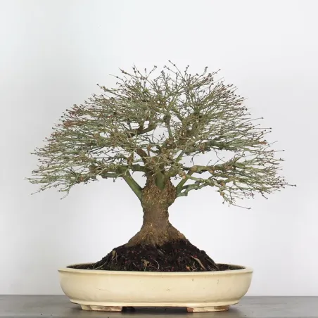 Erable Kiyohime AK-4-9