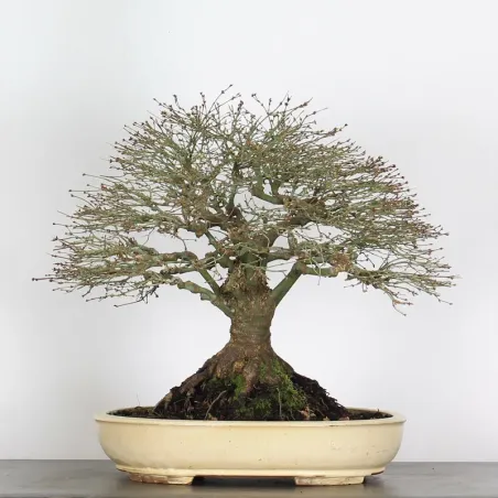 image supplémentaire - Érable "ACER KIYOHIME" 4-9