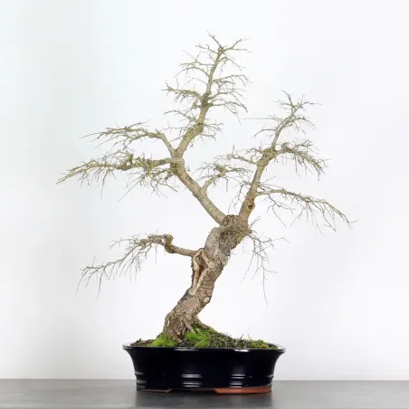 Bonsai Siberian Elm OR-1-4