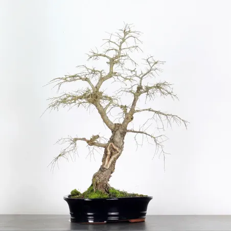 image supplémentaire - SIBERIAN ELM "Ulmus...