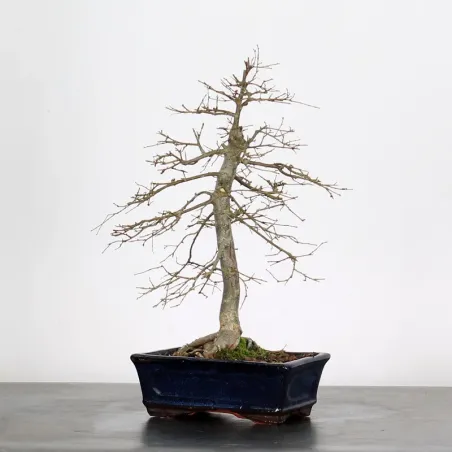 Bonsai Siberian Elm OR-1-7