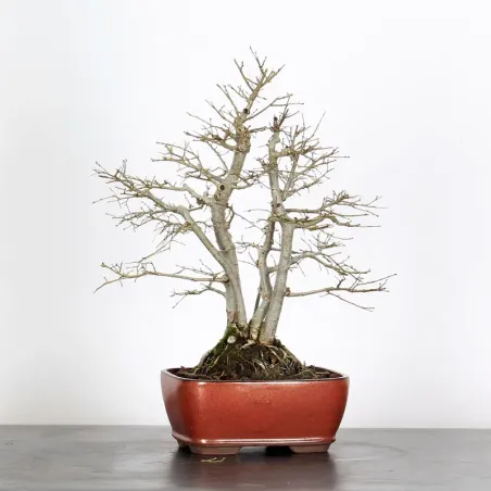 Bonsai Siberian Elm OR-1-8