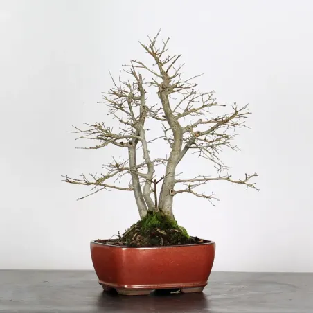 image supplémentaire - Orme de Sibérie "Ulmus...