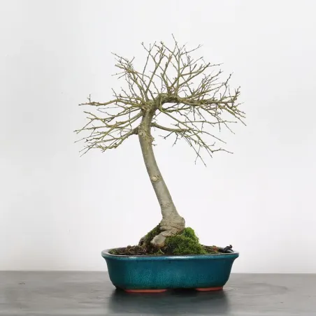 image supplémentaire - Orme de Sibérie "Ulmus...