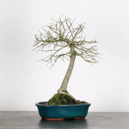 Bonsai Siberian Elm OR-1-9
