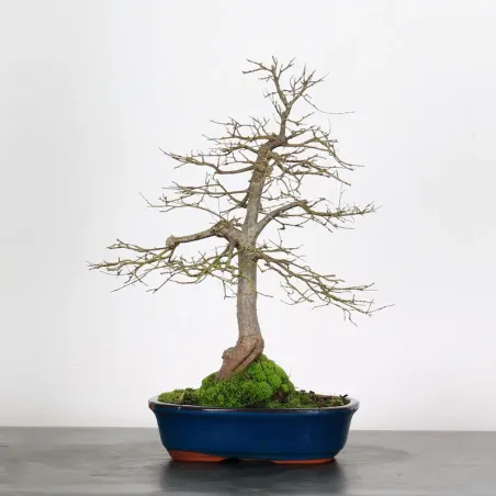 Bonsai Siberian Elm OR-1-10