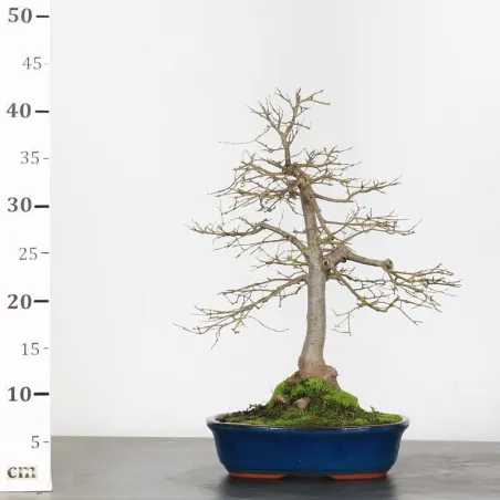 image supplémentaire - Orme de Sibérie "Ulmus...