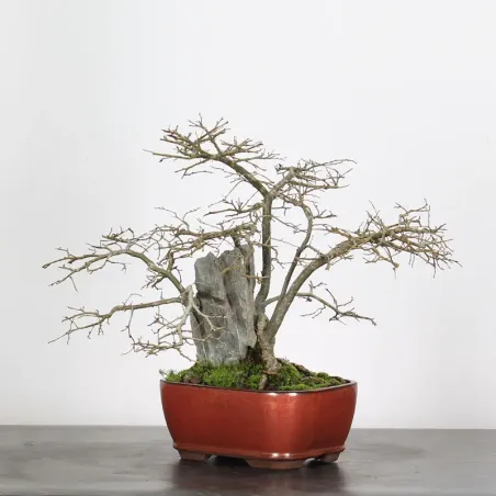 Bonsai Siberian Elm OR-1-11