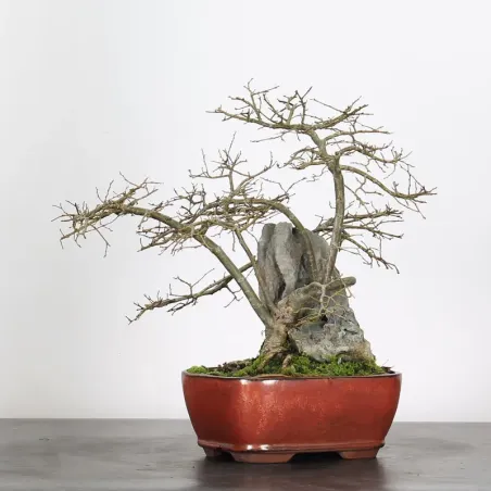 image supplémentaire - Orme de Sibérie "Ulmus...