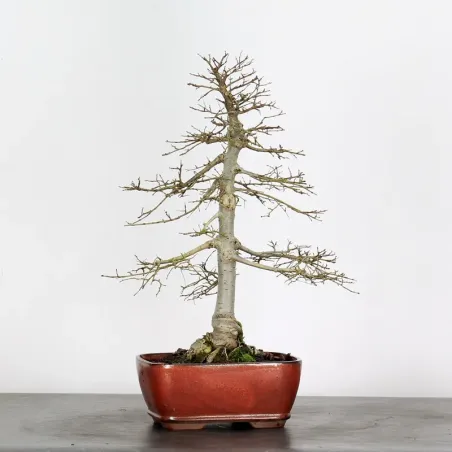 image supplémentaire - Orme de Sibérie "Ulmus...