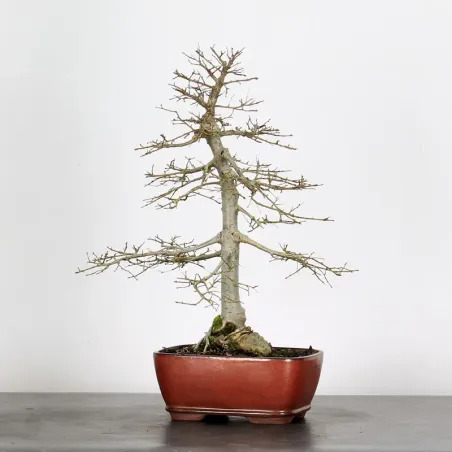 Bonsai Siberian Elm OR-1-12