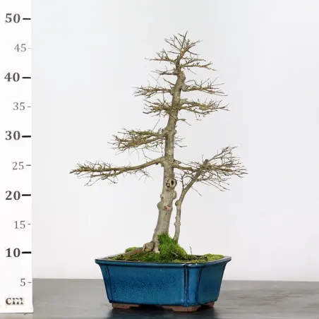 image supplémentaire - Siberian elm "Ulmus pumila"...