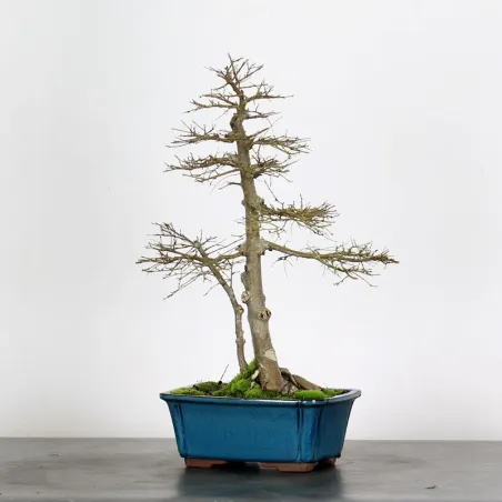 Orme de Sibérie "Ulmus pumila" 1-18