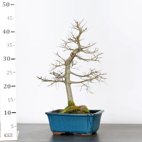 image supplémentaire - Siberian elm "Ulmus pumila"...