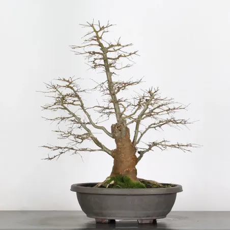 image supplémentaire - Siberian elm "Ulmus pumila"...