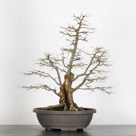 Siberian elm "Ulmus pumila" 2-13