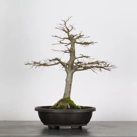 Bonsai Siberian Elm OR-3-1