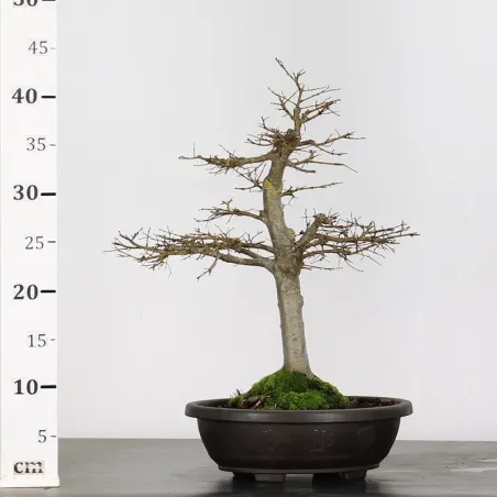 image supplémentaire - Orme de Sibérie "Ulmus...