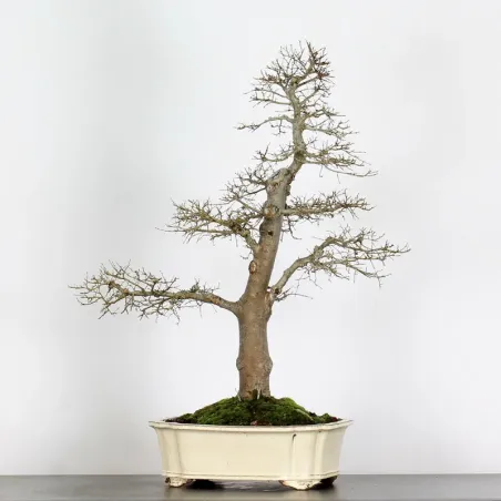 image supplémentaire - Orme de Sibérie "Ulmus...