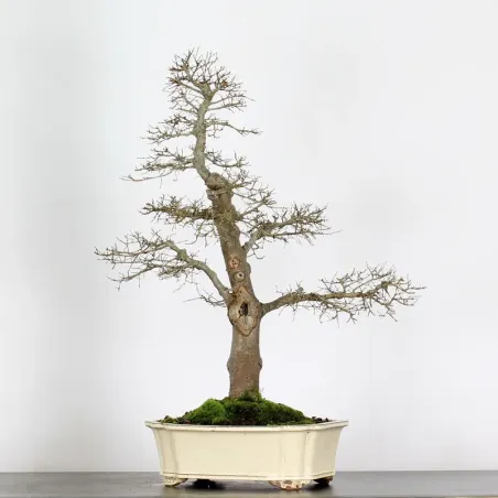 Siberian elm "Ulmus pumila" 3-10