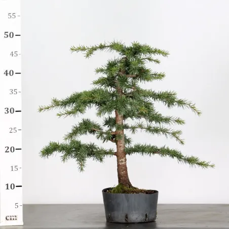 image supplémentaire - PREBONSAI Cèdre de l'atlas...