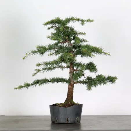 PREBONSAI Atlas cedar "atlantic cedar" 1-2