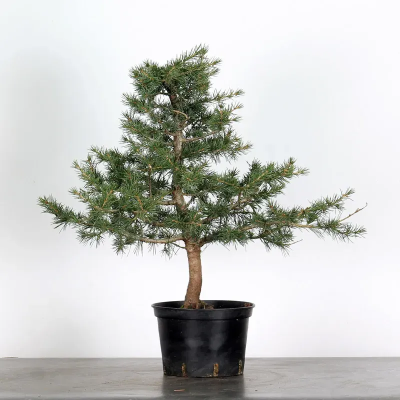 Bonsai Cèdre de l'Atlas