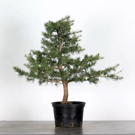 Bonsai Cèdre de l'Atlas