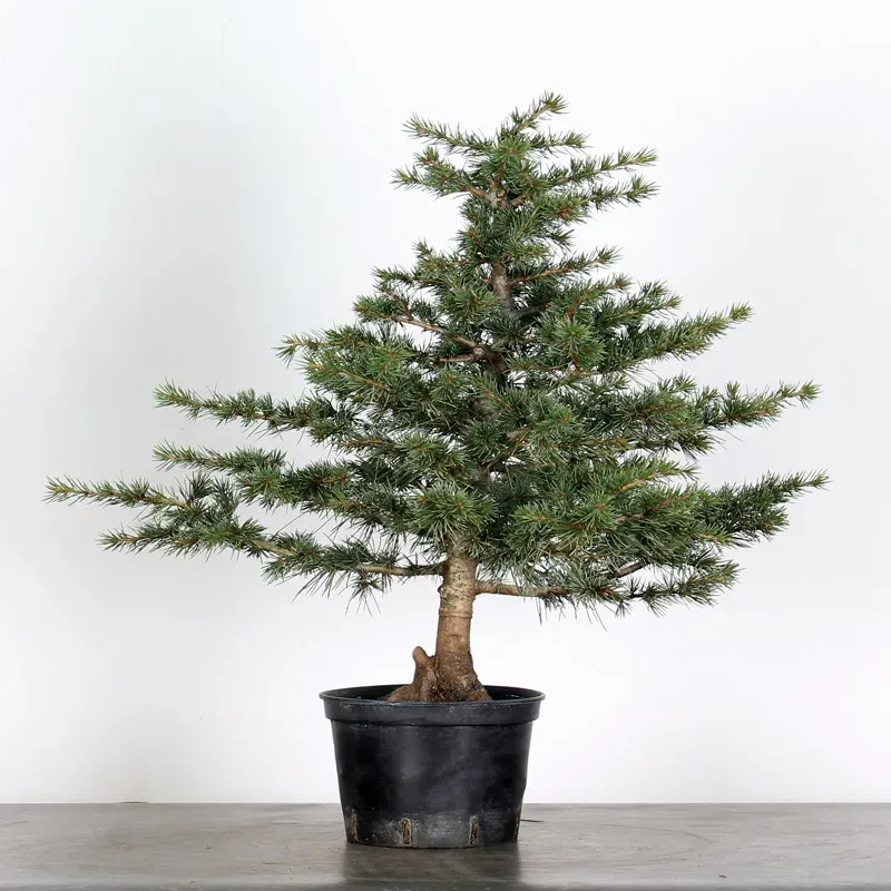 Bonsai Cèdre de l'Atlas