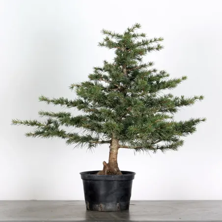 Bonsai Cèdre de l'Atlas